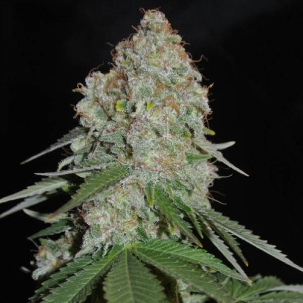 White Widow Original (Sumo Seeds) Feminiserade