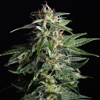 Swiss Dream Auto CBD (Kannabia) feminiserade cannabisfr&ouml;n