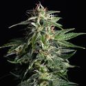 Swiss Dream Auto CBD (Kannabia) Feminiserade