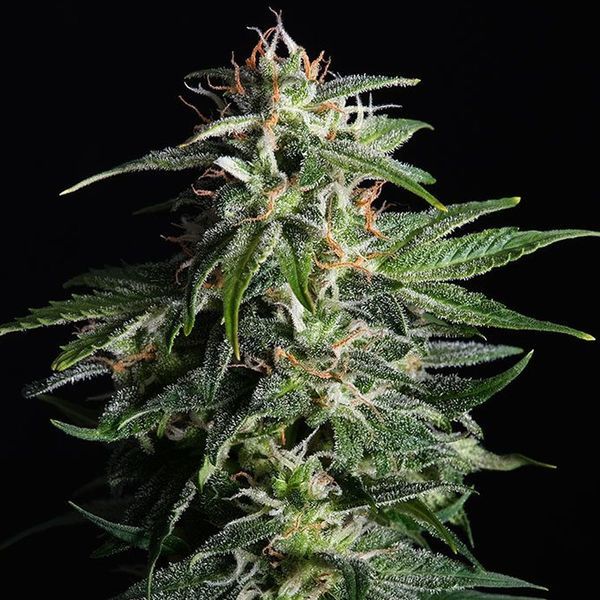 Swiss Dream Auto CBD (Kannabia) Feminiserade