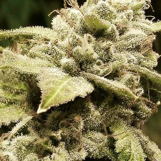 Gorilla x White Widow (Expert Seeds) Feminiserade