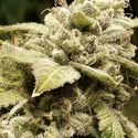 Gorilla x White Widow (Expert Seeds) Feminiserade