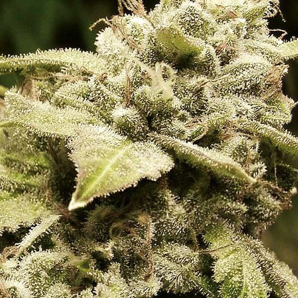 Gorilla x White Widow (Expert Seeds) Feminiserade