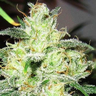 Gorilla x Cheese (Expert Seeds) feminiserade