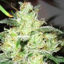 Gorilla x Cheese (Expert Seeds) Feminiserade