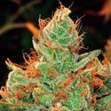 Gorilla x Lilly (Expert Seeds) Feminiserade
