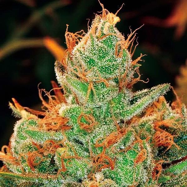 Gorilla x Lilly (Expert Seeds) Feminiserade