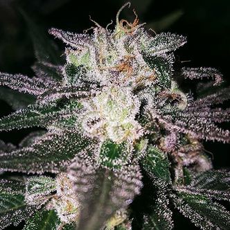 Gorilla Cookies (Expert Seeds) feminiserade