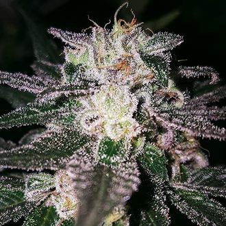 Gorilla Cookies (Expert Seeds) Feminiserade