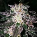 Gorilla Cookies (Expert Seeds) Feminiserade
