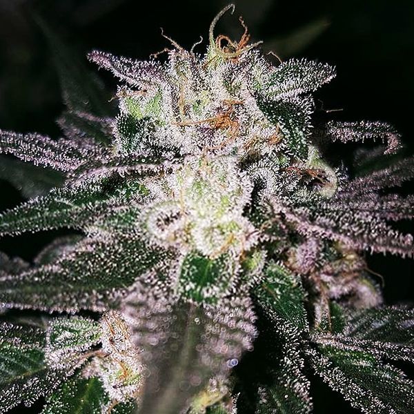 Gorilla Cookies (Expert Seeds) Feminiserade