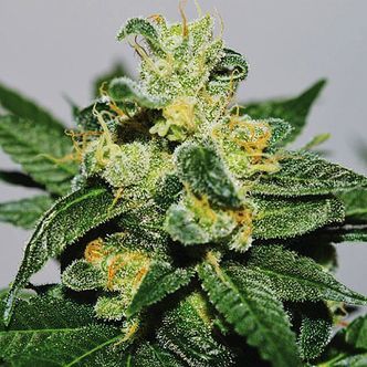 White Gold (Expert Seeds) feminiserade