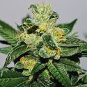 White Gold (Expert Seeds) Feminiserade