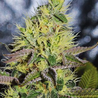 Sweet Zombie (Expert Seeds) feminiserade cannabisfr&ouml;n