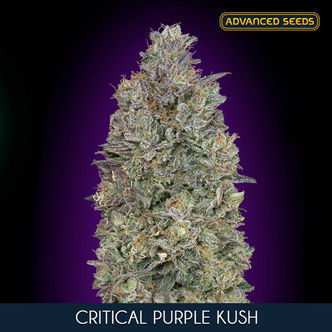 Critical Purple Kush (Advanced Seeds) feminiserade