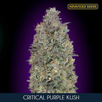 Critical Purple Kush (Advanced Seeds) Feminiserade