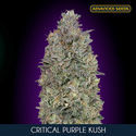 Critical Purple Kush (Advanced Seeds) Feminiserade