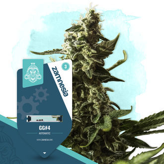 GG#4 Autoflower (Zamnesia Seeds) Feminiserade