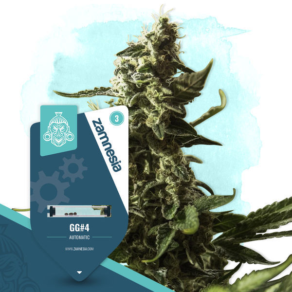 GG#4 Autoflower (Zamnesia Seeds) Feminiserade