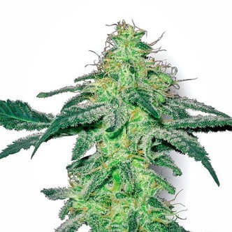 White Skunk (White Label) feminiserade