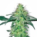 White Skunk (White Label) Feminiserade