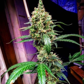 Auto Mandarin Dream XL (BSB Genetics) feminiserade