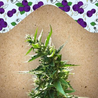 Dream Berry (Female Seeds) feminiserade