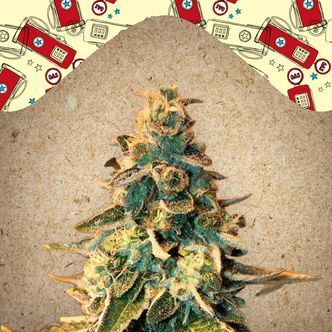 Chem OG (Female Seeds) feminiserade