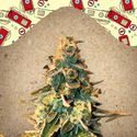 Chem OG (Female Seeds) Feminiserade