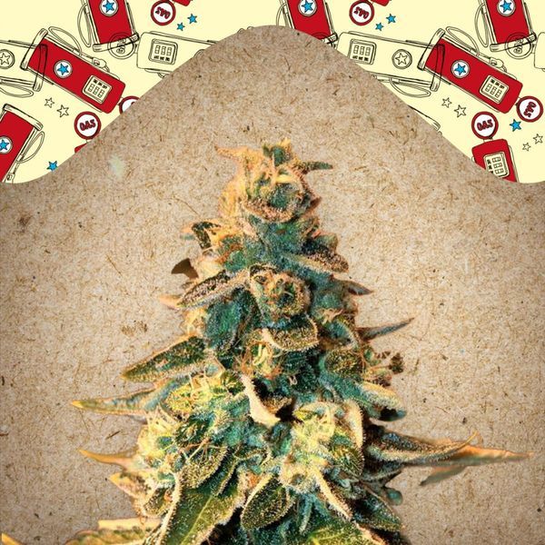 Chem OG (Female Seeds) Feminiserade