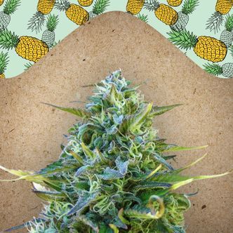 Critical Sour (Female Seeds) feminiserade cannabisfr&ouml;n