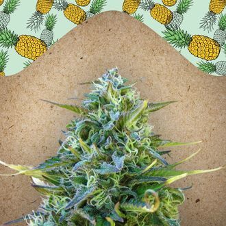 Critical Sour (Female Seeds) Feminiserade
