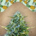 Critical Sour (Female Seeds) Feminiserade