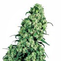 Skunk 1 (White Label) Feminiserade