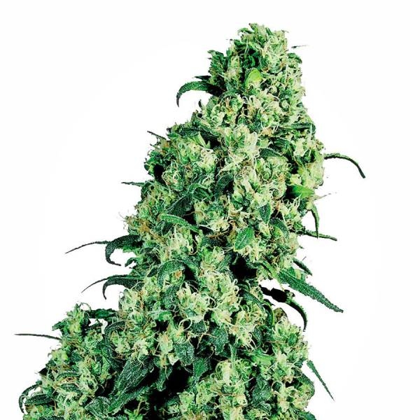 Skunk 1 (White Label) Feminiserade