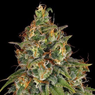 Strawberry AKeil (Serious Seeds) Feminiserade