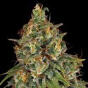 Strawberry AKeil (Serious Seeds) Feminiserade