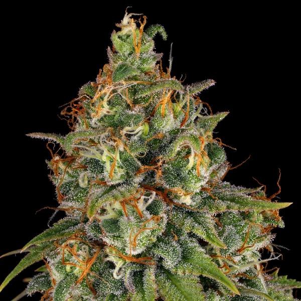 Strawberry AKeil (Serious Seeds) Feminiserade