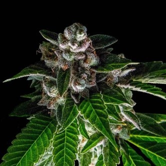 Bakers Delight (DNA Genetics) feminiserade