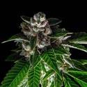 Bakers Delight (DNA Genetics) Feminiserade
