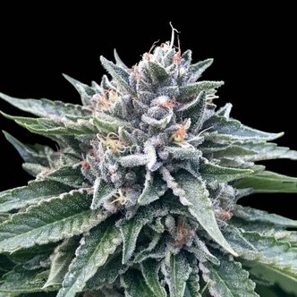 Sorbet 4 (DNA Genetics) feminiserade cannabisfr&ouml;n