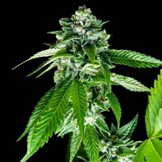 Sorbet Dreams (DNA Genetics) feminiserade