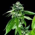 Sorbet Dreams (DNA Genetics) Feminiserade