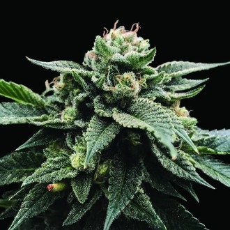 Sorbet Stash (DNA Genetics) Feminiserade