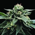 Sorbet Stash (DNA Genetics) Feminiserade