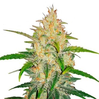 Zkittlez Auto (FastBuds) feminiserade
