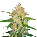 Zkittlez Auto (FastBuds) Feminiserade