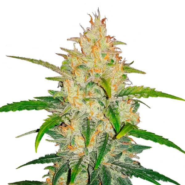 Zkittlez Auto (FastBuds) Feminiserade