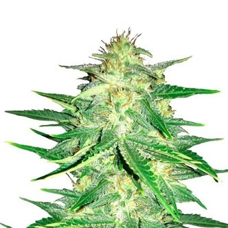Lemon AK (FastBuds) feminiserade cannabisfr&ouml;n