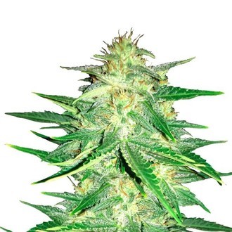 Lemon AK Auto (FastBuds) Feminiserade